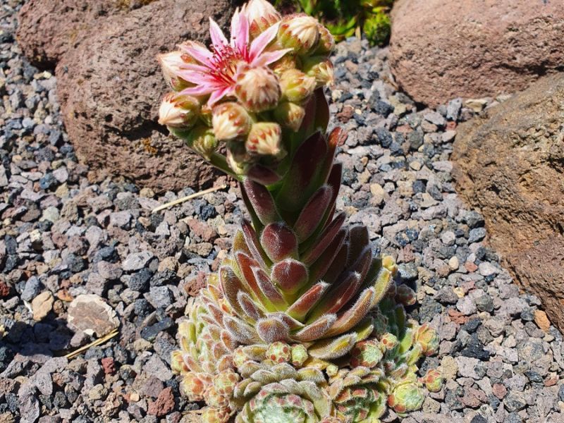 blumen dirr insektengarten finnentrop heggen3 blumen dirr insektengarten finnentrop heggen3