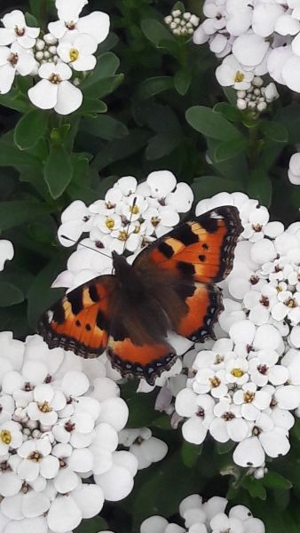 insektengarten1 insektengarten1