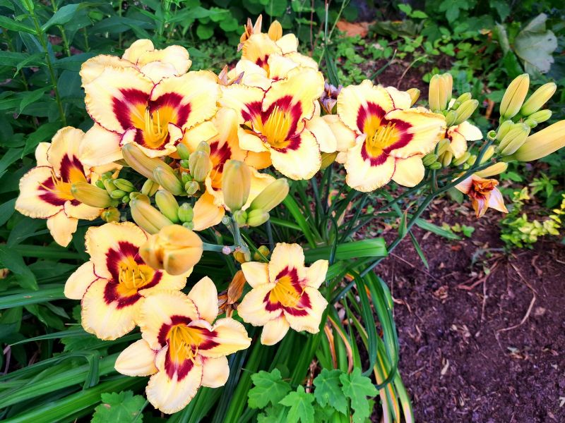 insektengarten10 insektengarten10