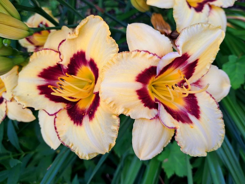 insektengarten11 insektengarten11