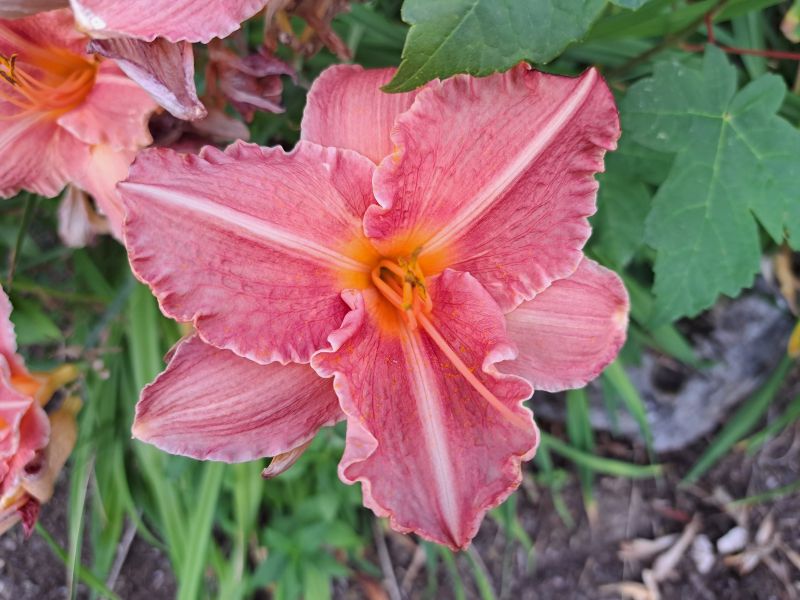 insektengarten13 insektengarten13