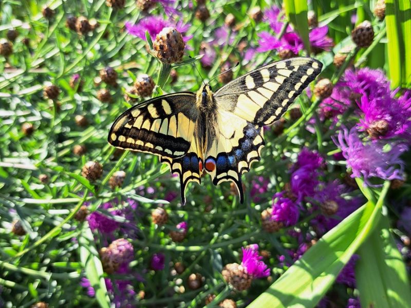 insektengarten14 insektengarten14