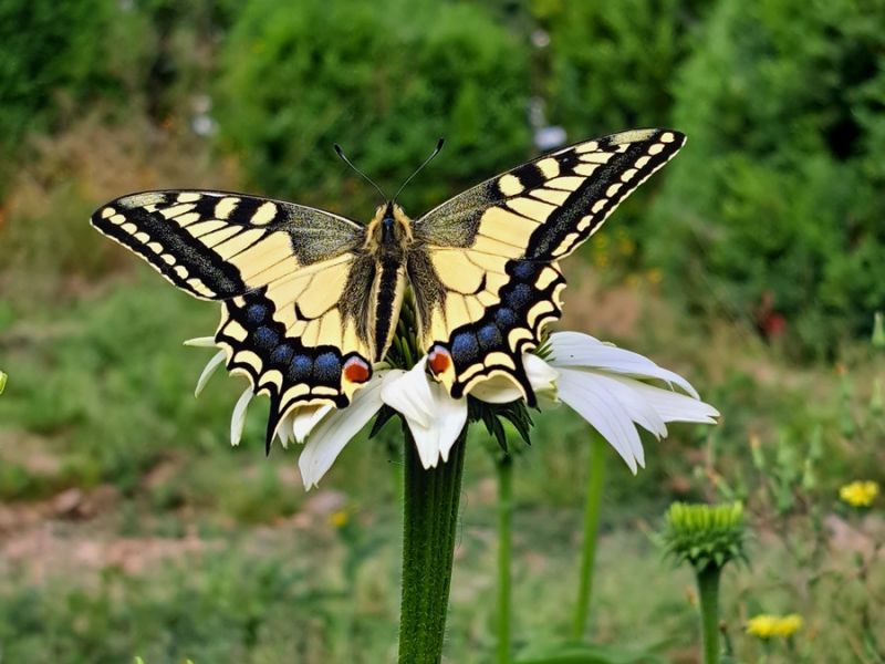 insektengarten15 insektengarten15