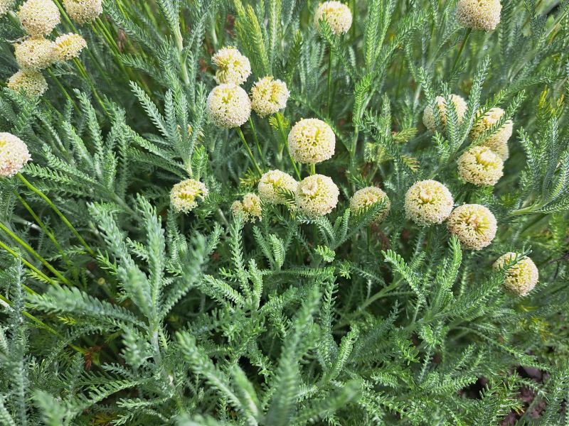 insektengarten17 insektengarten17