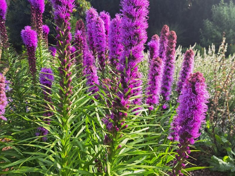 insektengarten18 insektengarten18