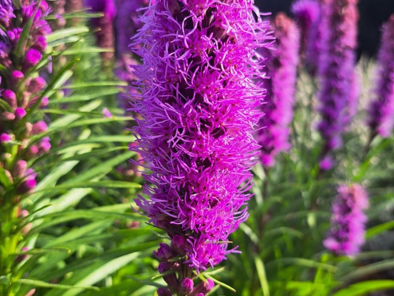 insektengarten19 insektengarten19