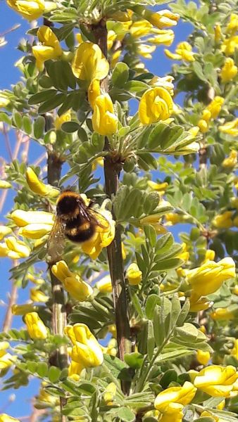 insektengarten2 insektengarten2