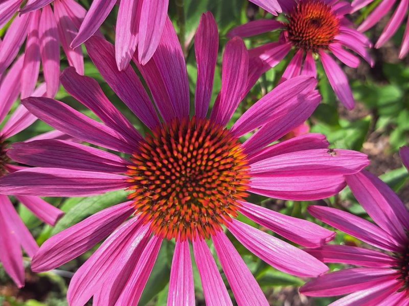 insektengarten22 insektengarten22