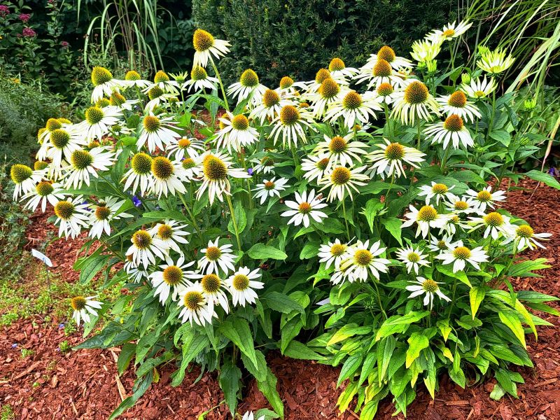 insektengarten29 insektengarten29