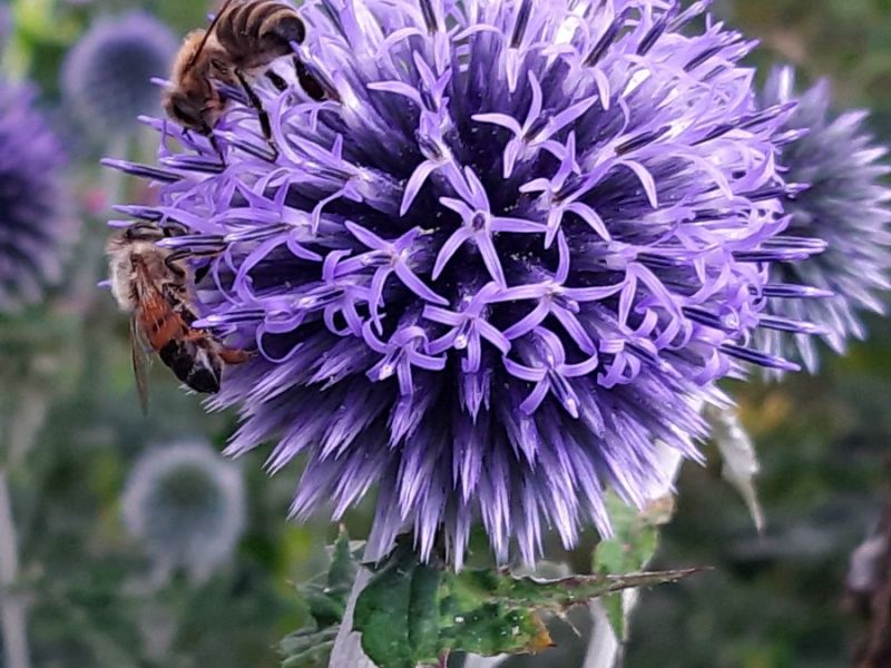 insektengarten3 insektengarten3