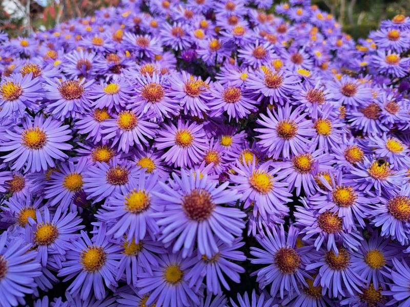 insektengarten4 insektengarten4