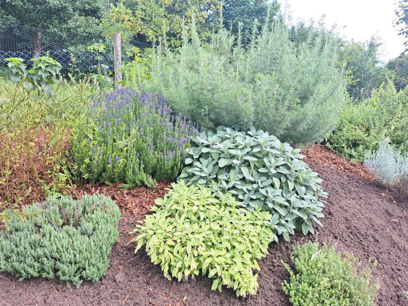 insektengarten40 insektengarten40