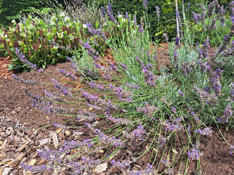 insektengarten45 insektengarten45