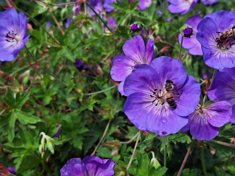 insektengarten46 insektengarten46