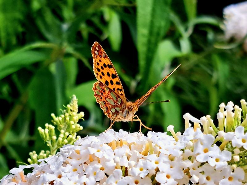 insektengarten47 insektengarten47