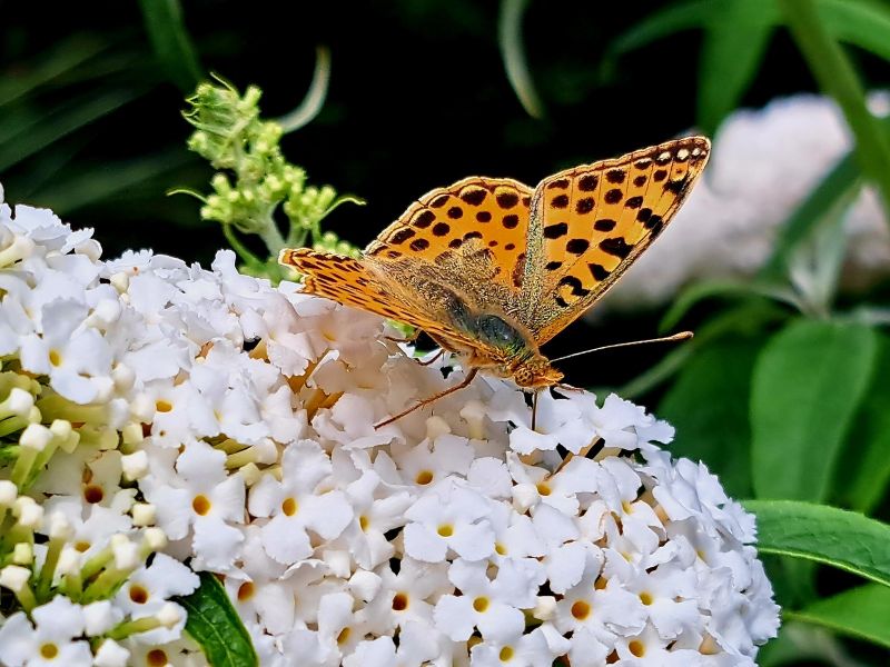 insektengarten50 insektengarten50