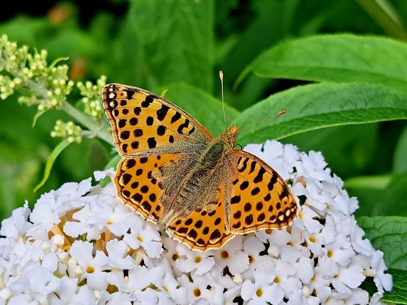insektengarten52 insektengarten52