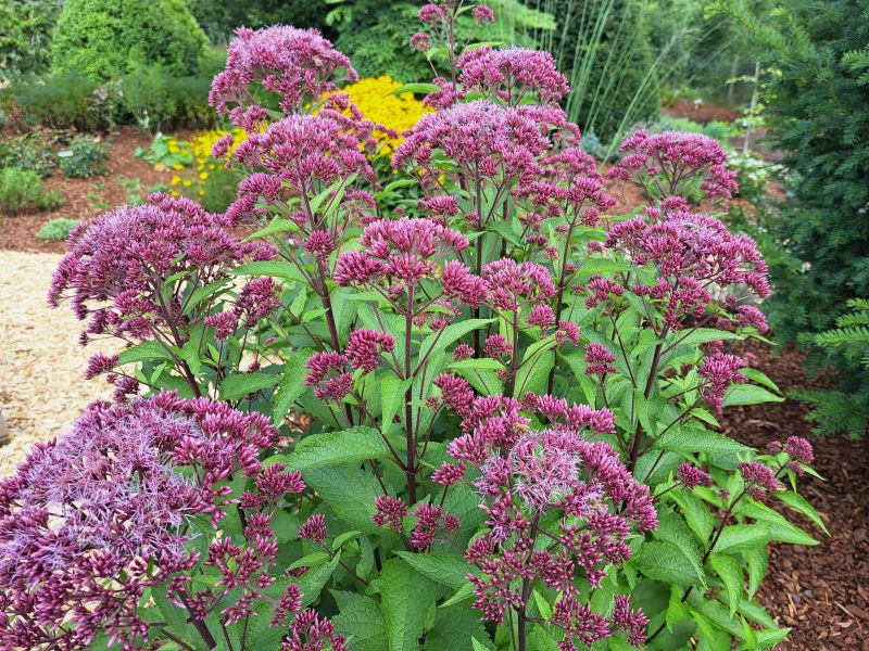 insektengarten55 insektengarten55