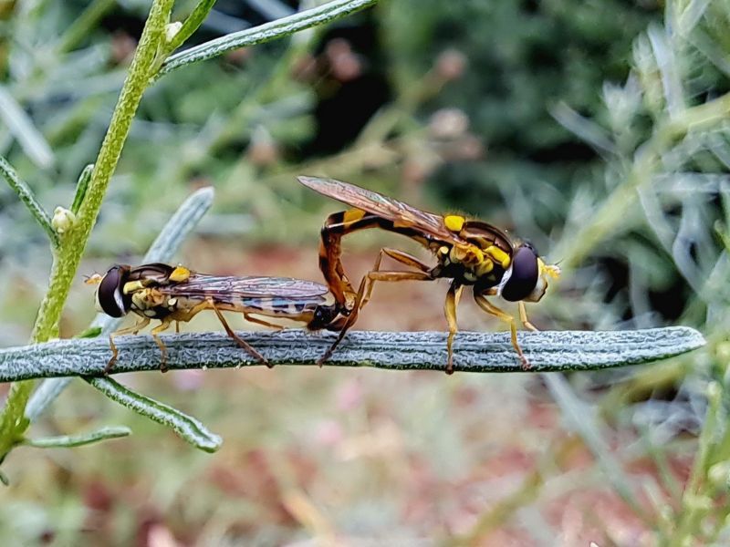 insektengarten56 insektengarten56