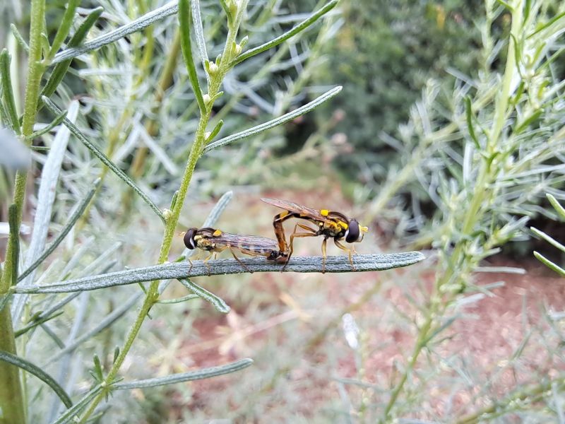 insektengarten59 insektengarten59