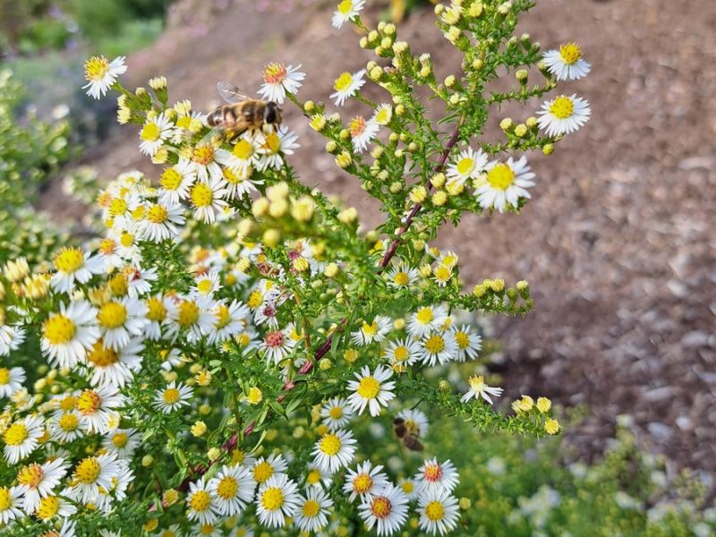 insektengarten6 insektengarten6