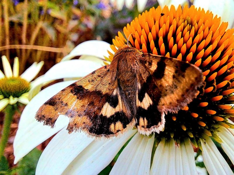 insektengarten60 insektengarten60
