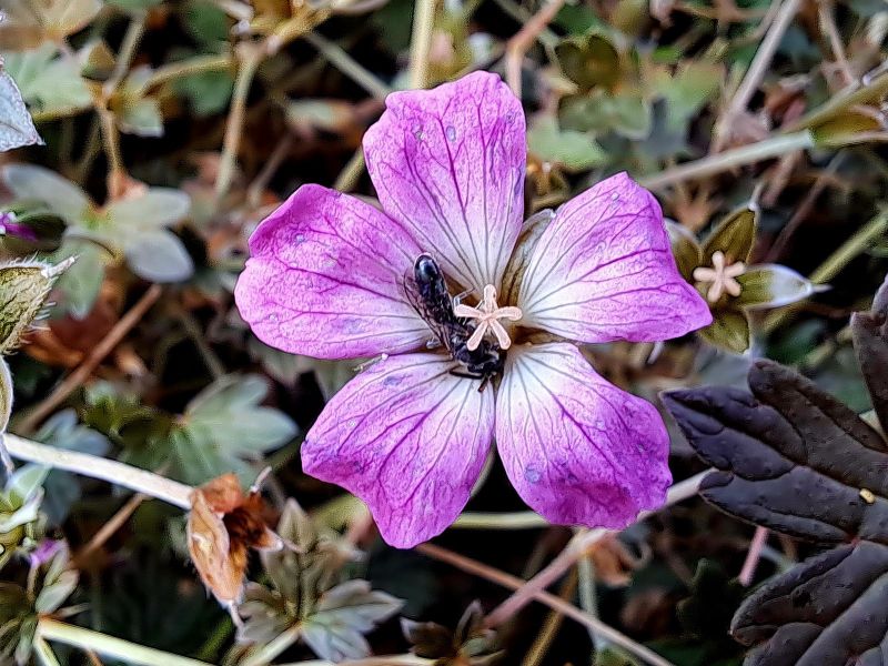 insektengarten64 insektengarten64