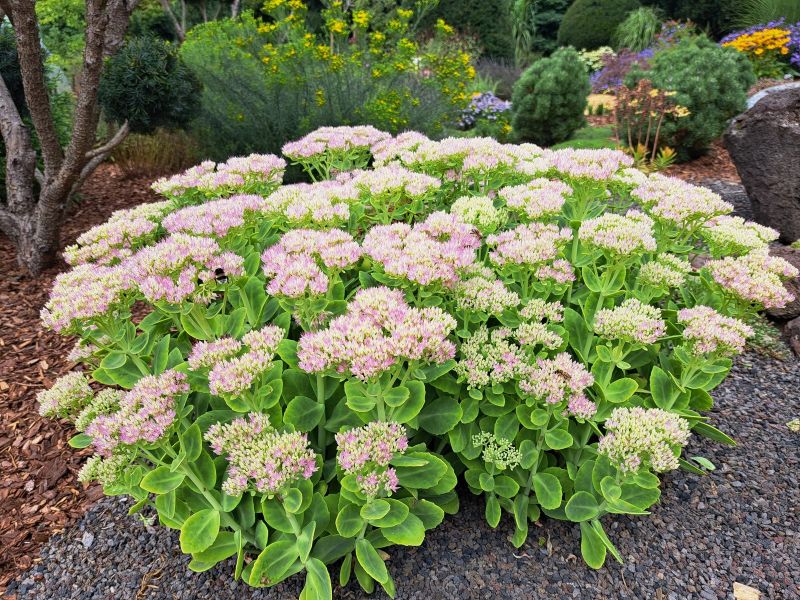 insektengarten65 insektengarten65