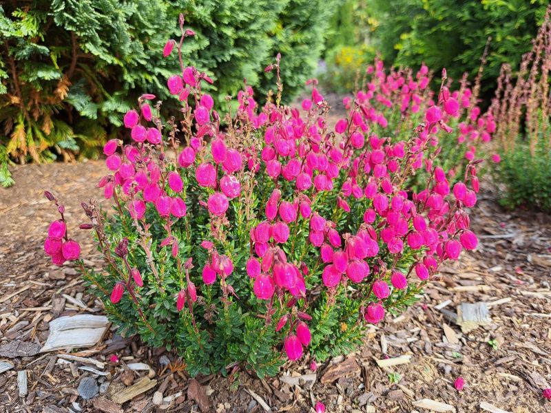 insektengarten7 insektengarten7