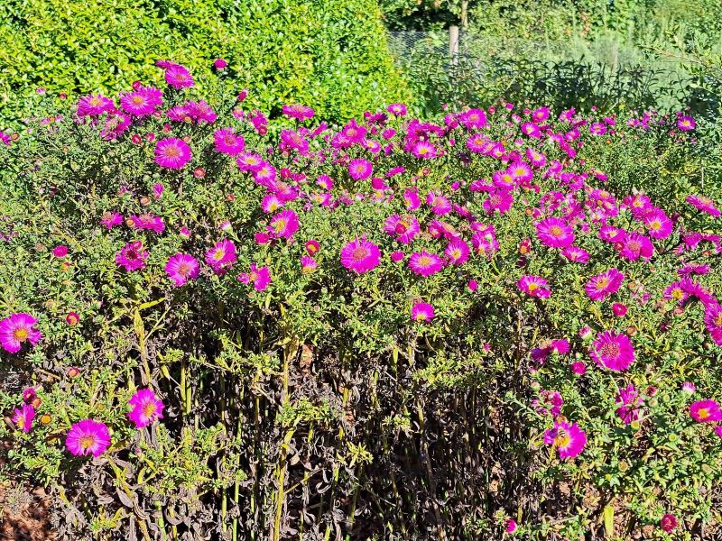 insektengarten71 insektengarten71