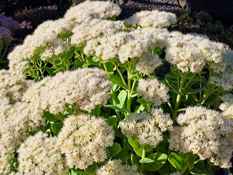 insektengarten72 insektengarten72