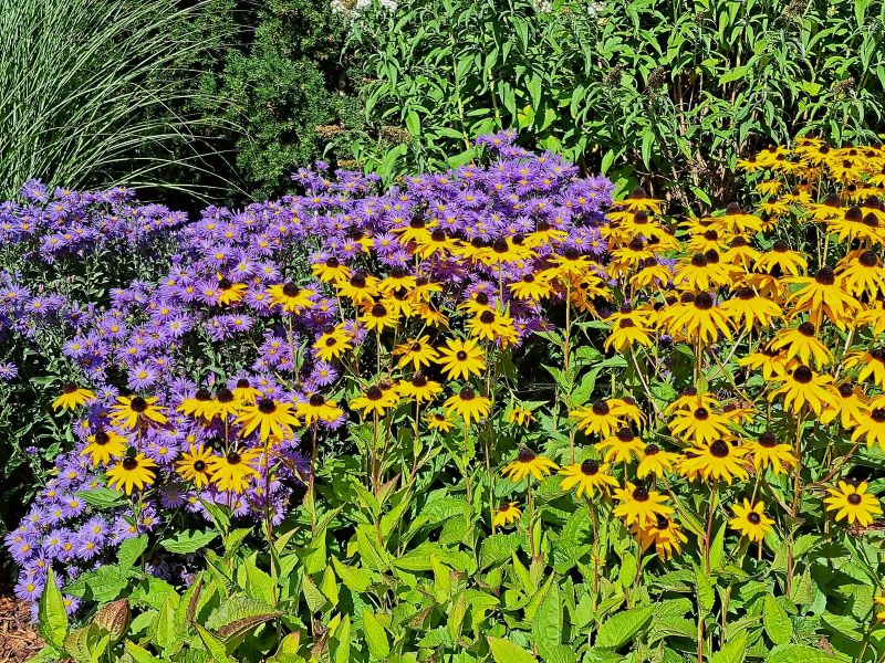 insektengarten75 insektengarten75