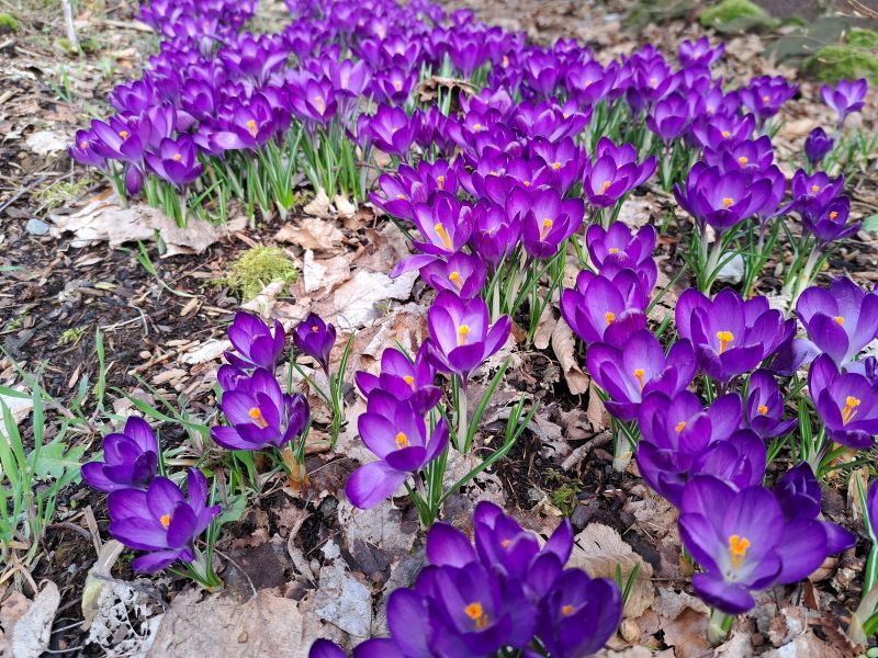 insektengarten8 insektengarten8