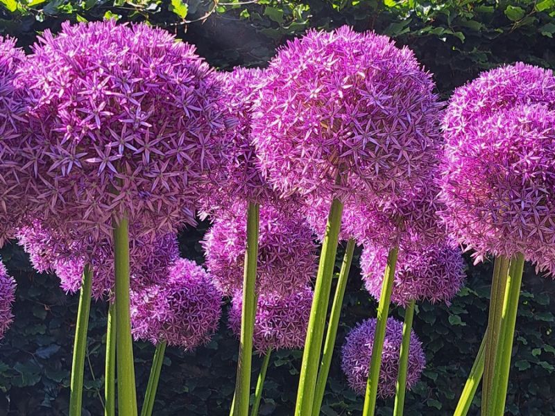 insektengarten9 insektengarten9